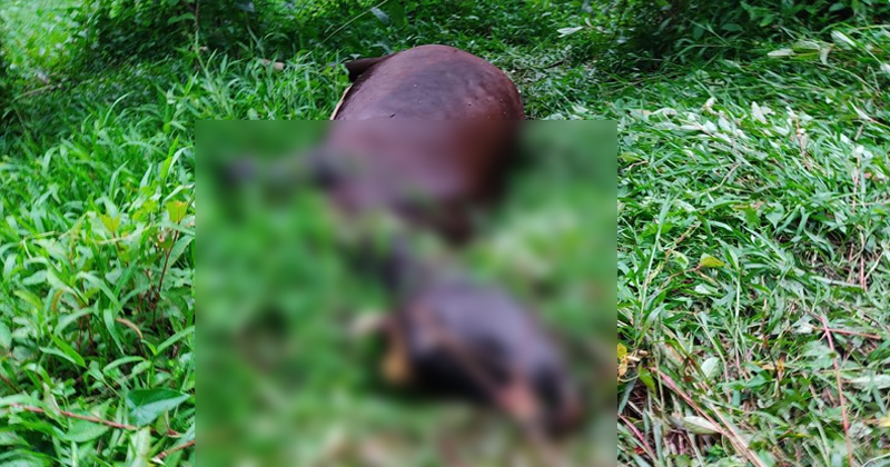 വയനാട്ടില്‍ വീണ്ടും കടുവ; കേണിച്ചിറയില്‍ പശുവിനെ ആക്രമിച്ചുകൊന്നു