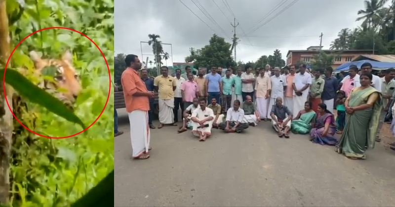കടുവാപ്പേടിയില്‍ ജനം, റോഡുപരോധിച്ച് പ്രതിഷേധം; ഒടുവില്‍ മയക്കുവെടി വെക്കാന്‍ തീരുമാനം