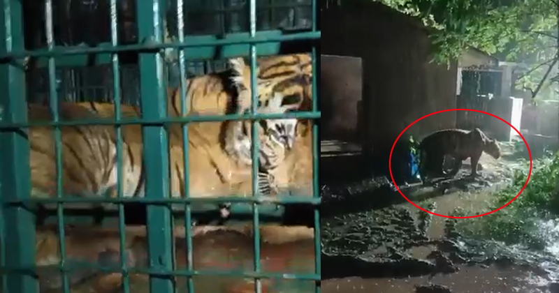 വയനാട്ടിലെ കടുവ കെണിയിലായി; കേണിച്ചിറയ്ക്ക് ആശ്വാസവാർത്ത
