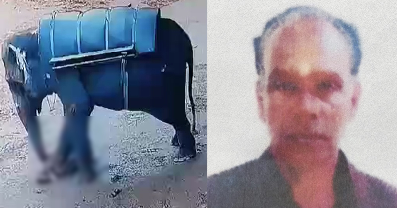 ഇടുക്കിയില്‍ ആനയുടെ ചവിട്ടേറ്റ് രണ്ടാം പാപ്പാന് ദാരുണാന്ത്യം; സംഭവം കല്ലാറിലെ സ്വകാര്യ ആന സവാരി കേന്ദ്രത്തിൽ