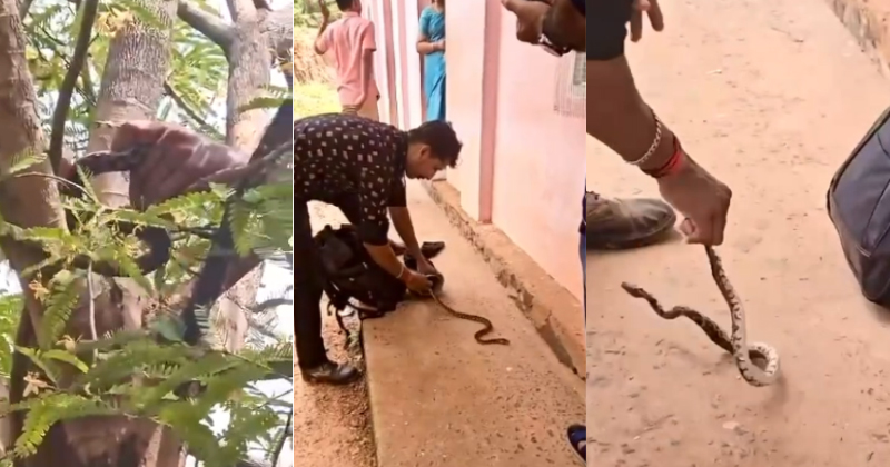 സ്കൂളിലെ മരത്തിൽ  പെരുമ്പാമ്പ്;  പ്രവേശനോത്സവദിനത്തില്‍ കുരുന്നുകളെ പേടിപ്പിച്ച് കുഞ്ഞന്‍ അതിഥി