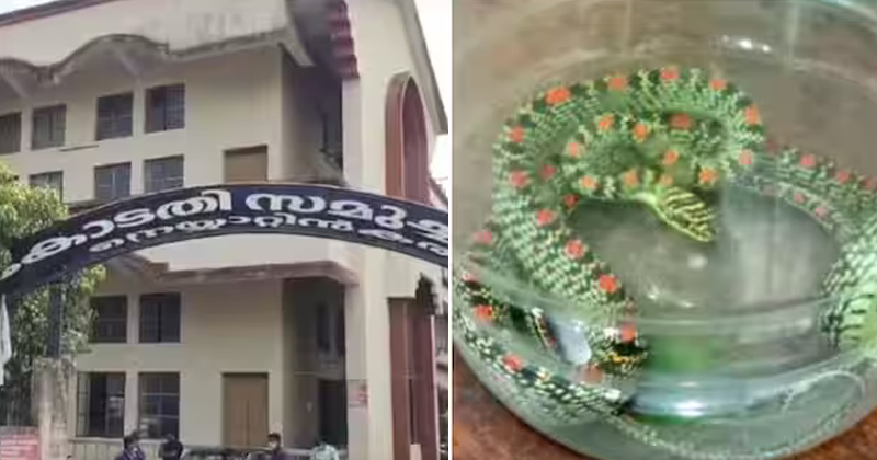കോടതി അലമാരയിൽ ഫയലുകൾക്കിടയിൽ പാമ്പ്; സംഭവം നെയ്യാറ്റിൻകര എംഎസിടി കോടതിയില്‍