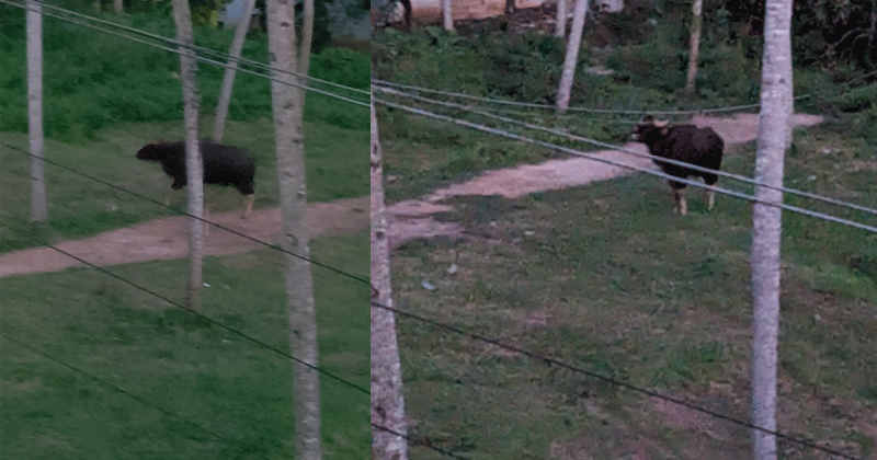 കണിയാപുരത്ത് കാട്ടുപോത്ത്; മയക്കു വെടിവെക്കാന്‍ നീക്കം, നിരോധനാജ്ഞ