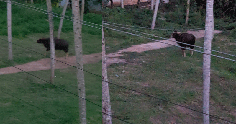 കണിയാപുരത്ത് ഭീതി പരത്തിയ കാട്ടുപോത്തിനെ മയക്കുവെടിവെച്ചു; വിരണ്ടോടിയ പോത്ത് മയങ്ങി വീണു, വനത്തില്‍ വിട്ടയക്കും