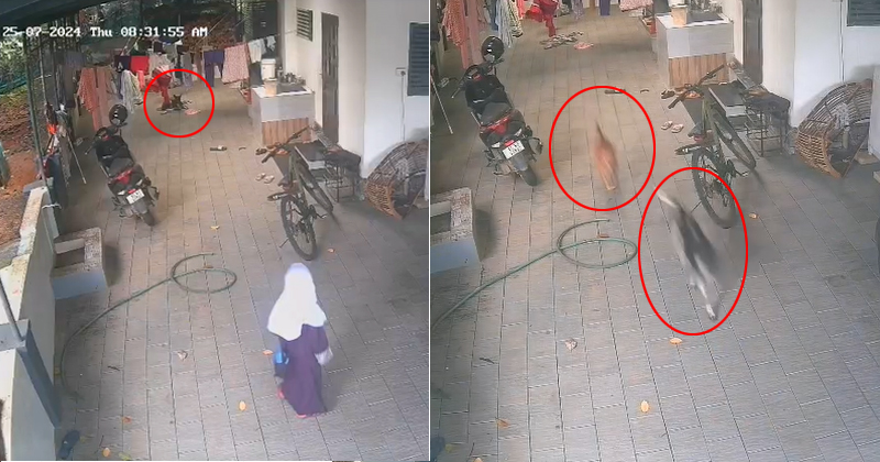 മലപ്പുറത്ത് ഒന്നാം ക്ലാസുകാരിക്ക് നേരെ പാഞ്ഞടുത്ത് തെരുവ് നായകള്‍; തലനാരിഴയ്ക്ക് രക്ഷപ്പെടല്‍ | VIDEO