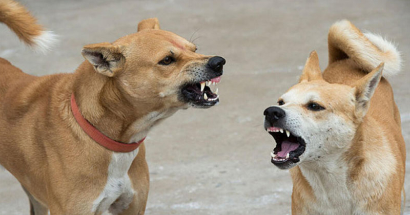 STRAY DOG ATTACK| കണ്ണൂരില്‍ തെരുവ് നായ ആക്രമണം; 16 പേര്‍ക്ക് കടിയേറ്റു
