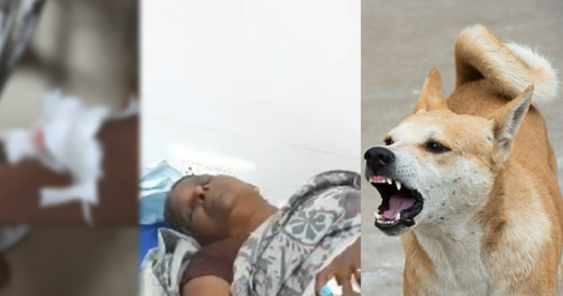 അടൂരിൽ തെരുവുനായയുടെ ആക്രമണം; കടിയേറ്റ് ഏഴ് പേർക്ക് പരുക്ക്