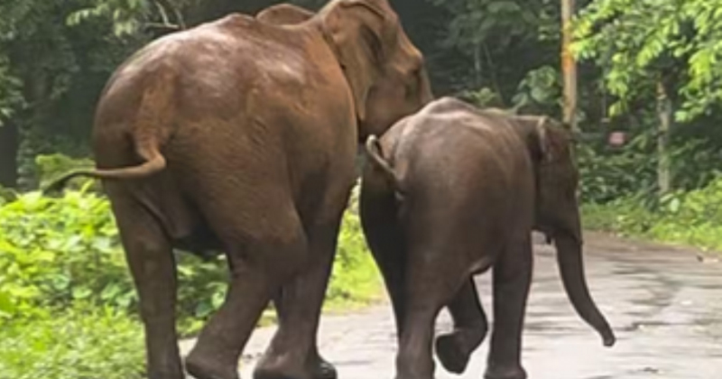 മലയാറ്റൂരിൽ  കിണറ്റിൽ വീണ കുട്ടിയാനയെ രക്ഷിച്ച് അമ്മയാന; ഉദ്യോഗസ്ഥരെ തടഞ്ഞുവച്ച് നാട്ടുകാർ