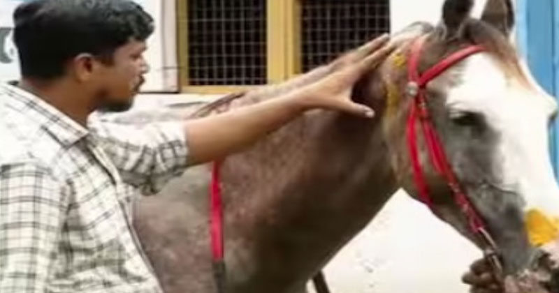 ഗര്‍ഭിണിയായ കുതിരയെ ക്രൂരമായി മർദ്ദിച്ച സംഭവം; കേസെടുത്ത് പോലീസ്