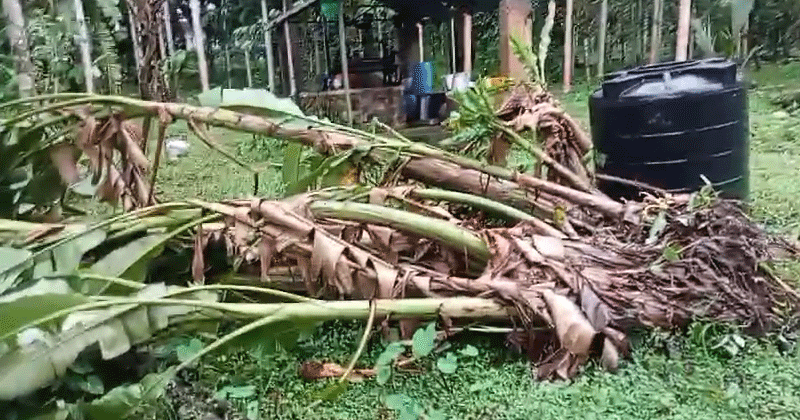 കണ്ണൂരില്‍ കനത്ത മഴയിൽ വ്യാപക നാശനഷ്ടം; പലയിടത്തും മരം വീണ് വെെദ്യുതി നിലച്ചു