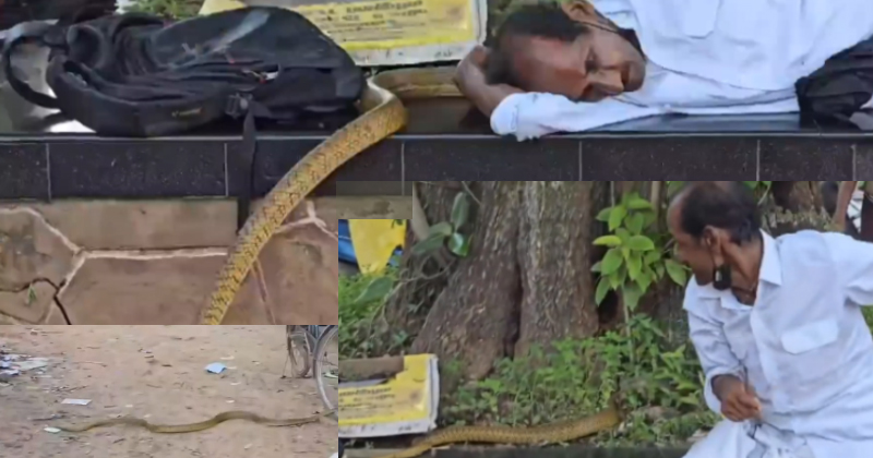 'അയ്യോ പാമ്പ്'; ആൽത്തറയിൽ കിടന്നുറങ്ങിയ വയോധികന്‍റെ ശരീരത്തിലൂടെ പാമ്പ് കയറി