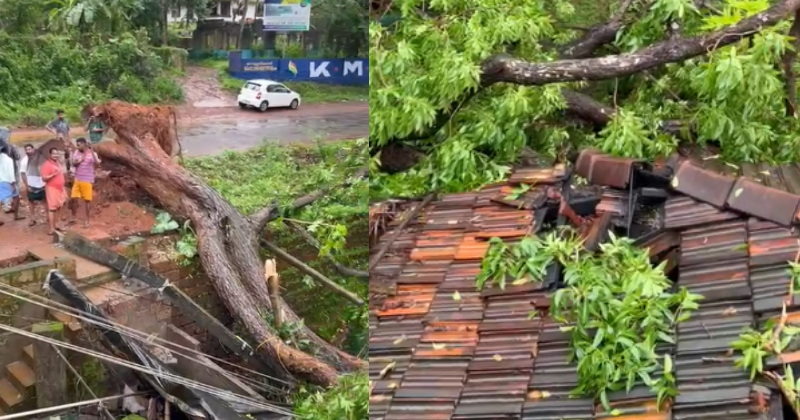 മലപ്പുറത്ത് മരം കടപുഴകി വീണ് വീട് ഭാഗികമായി തകർന്നു; ഓടി രക്ഷപ്പെട്ട് വീട്ടുകാർ