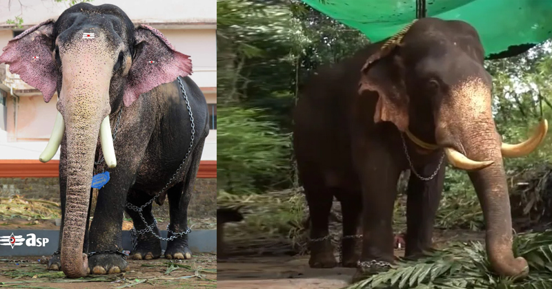 പുതുപ്പള്ളി അർജുനൻ ചെരിഞ്ഞു; ഒരാഴ്ചയായി ചികിത്സയിൽ കഴിയവേ അന്ത്യം