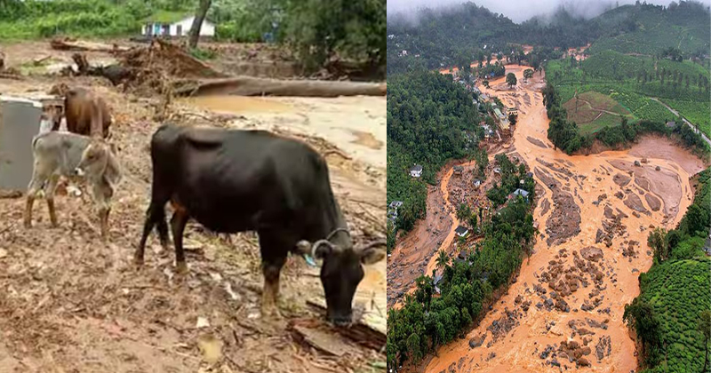 വയനാട് ഉരുള്‍പൊട്ടല്‍: മൃഗസംരക്ഷണ മേഖലയില്‍ മാത്രം 2.5 കോടിയുടെ നഷ്ടം