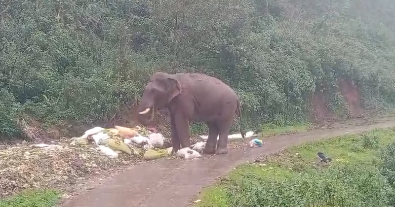 മൂന്നാറില്‍ വീണ്ടും ഒറ്റക്കൊമ്പന്‍ ഇറങ്ങി; ജനങ്ങൾ ഭീതിയിൽ