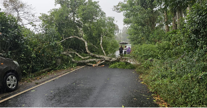 ഇടുക്കി നെടുങ്കണ്ടത്ത് കാറിന് മുകളില്‍ മരവും വൈദ്യുത പോസ്റ്റും വീണു